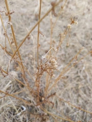Cycloloma atriplicifolium