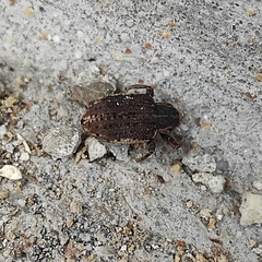 Brachypera zoilus