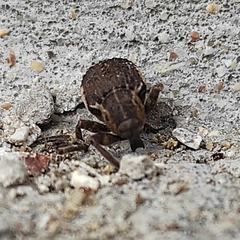 Brachypera zoilus