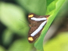 Adelpha iphiclus