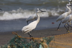 Egretta garzetta