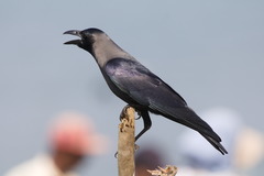 Corvus splendens