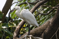Egretta garzetta