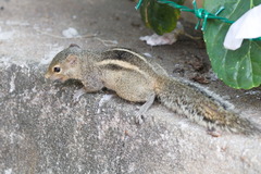 Funambulus palmarum