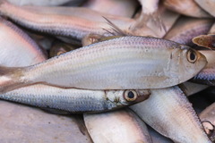 Actinopterygii