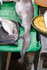 Heptranchias perlo