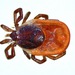 Ixodes scapularis - Photo (c) dfog, osa oikeuksista pidätetään (CC BY-NC-ND), lähettänyt dfog