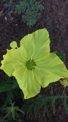 Oenothera hartwegii