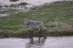Canis latrans lestes