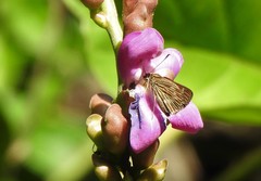Vehilius stictomenes
