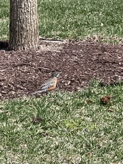 Turdus migratorius