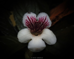 Nautilocalyx ecuadoranus