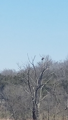 Haliaeetus