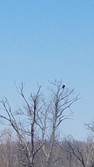 Haliaeetus