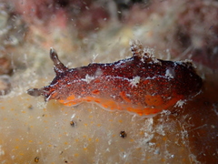 Plocamopherus