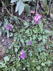 Corydalis cava