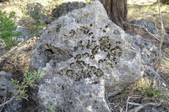 Psora pseudorussellii