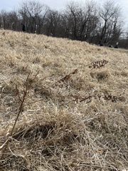 Cycloloma atriplicifolium