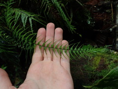 Asplenium dissectum