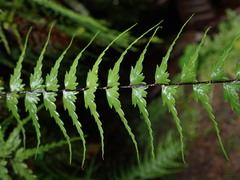 Asplenium dissectum
