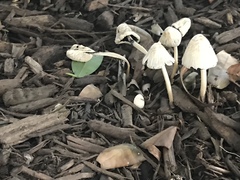 Coprinellus impatiens