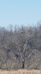 Haliaeetus
