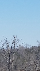 Haliaeetus