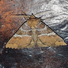 Sypnoides fumosa