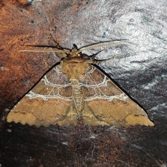 Sypnoides fumosa