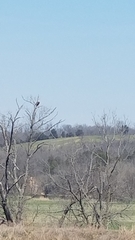 Haliaeetus