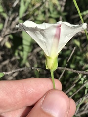 Calystegia macrostegia arida