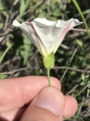 Calystegia macrostegia arida