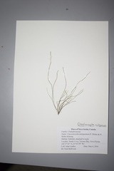 Chaetomorpha melagonium