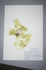 Protomonostroma undulatum