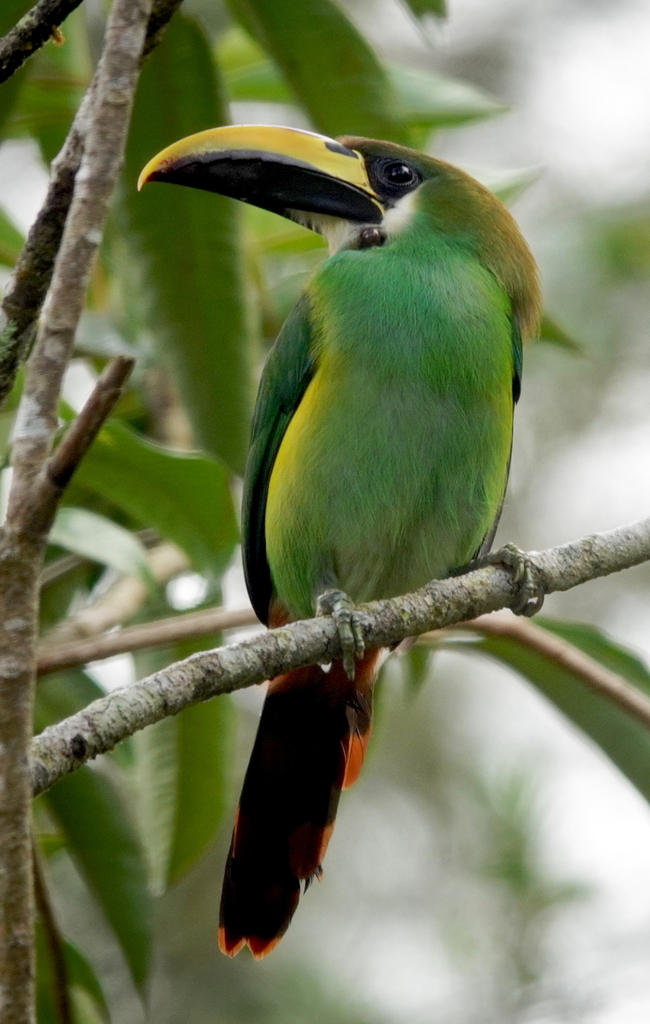 Aulacorhynchus prasinus virescens