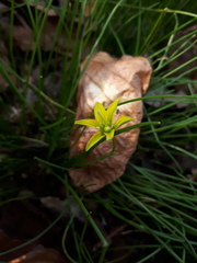 Gagea spathacea