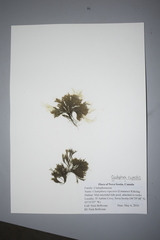 Cladophora rupestris