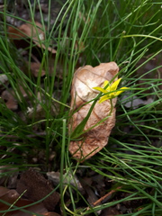Gagea spathacea