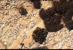 Ulvaceae