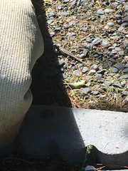 Sceloporus occidentalis