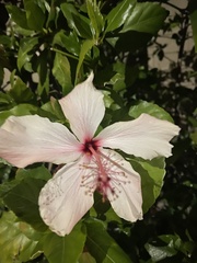 Hibiscus
