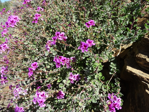 Image of Pelargonium magenteum by no rights reserved