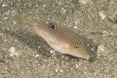 Canthigaster compressa
