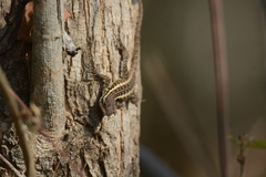 Sceloporus siniferus