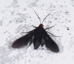 Rhynchopyga flavicollis