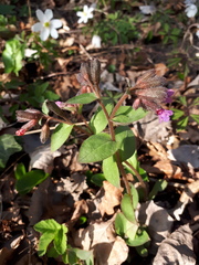 Pulmonaria obscura