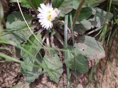 Bellis sylvestris