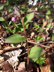 Pulmonaria obscura