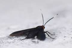 Rhynchopyga flavicollis