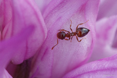 Crematogaster sordidula
